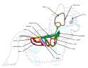 1554 - anatomy artist-fluffsplosion biology safe science.png
