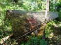 Camo_4__37572.1410721818.1280.1280.jpg