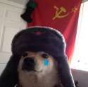 my dog.jpg