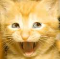 awesome-cat.jpg