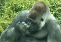 Funny Gorilla2.jpg