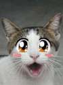 surprised-kitty_00095280.jpg