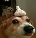 garlic doggo.jpg