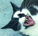 CATostrophicKEK.png