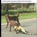 greendogbullied.jpg