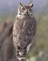 Great_Horned_Owl_b13-37-168_l.jpg