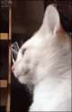 SxXF3qh.gif