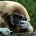 this is not harambe.png