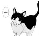 mew.jpg