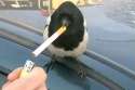 bird.jpg