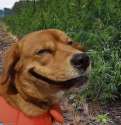 doggo liked that.jpg