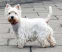 West_Highland_White_Terrier_Krakow.jpg