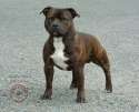 staffordshire-bull-terrier-9f023-12.jpg