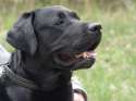 Labrador_retriever_bulaj1.jpg