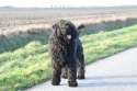 bouvier-des-flandres-van-8-weken-tot-4-jaar-21534254.jpg