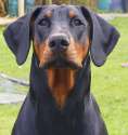 Doberman-Pincher.jpg