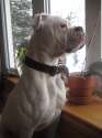 american bulldog bully type.jpg