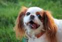Charles-Spaniels-face-pics.jpg