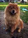 ChowChowPurebredDogBlackTongueKing1.jpg