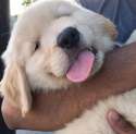 fluffdoggo.jpg