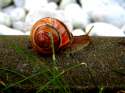 red snail.jpg