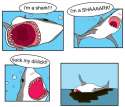 imashark.jpg