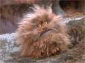 Fizzgig.jpg