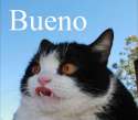 Bueno.png