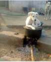 dog.jpg