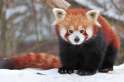 red-panda.jpg