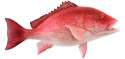 red-snapper-zoom.jpg