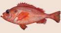 220px-Sebastes_fasciatus.png