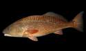 Red_Drum_page_image.jpg