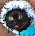 tumblr_nvi6oaSY0h1qh66wqo7_500.png