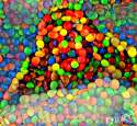 stalin as m&ms.jpg