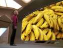 cp banana.jpg