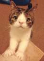 most-popular-cats-monty-2.jpg