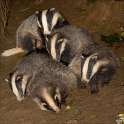 badgers.gif
