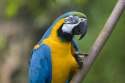 Macaw.jpg