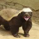 badger.jpg