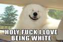 bitches_cant_handle_all_this_white.jpg