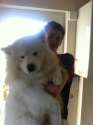 casper-samoyed-cute-1.png