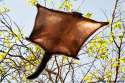 Flying-Squirrel.jpg