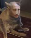 vladcat.jpg