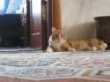 demon cat.gif