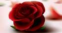 red-roses1.jpg