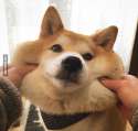 Pillowdogo.jpg