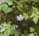 another_pretty_flower.jpg
