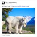 animal-wizard-cow.jpg