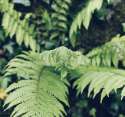 fern_again.jpg